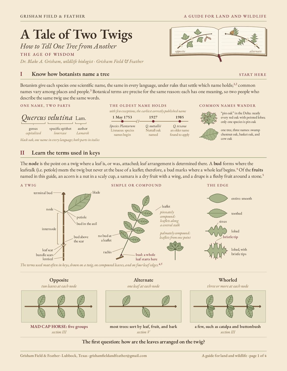 The first page of the guide A Tale of Two Twigs: How to Tell One Tree from Another, The Age of Wisdom edition: its title beside a drawing of an open field notebook with two pressed twigs, three panels on how botanists name a tree, the terms used in keys drawn on a twig, on compound leaves, and on four leaf edges, and three twigs with opposite, alternate, and whorled leaves.