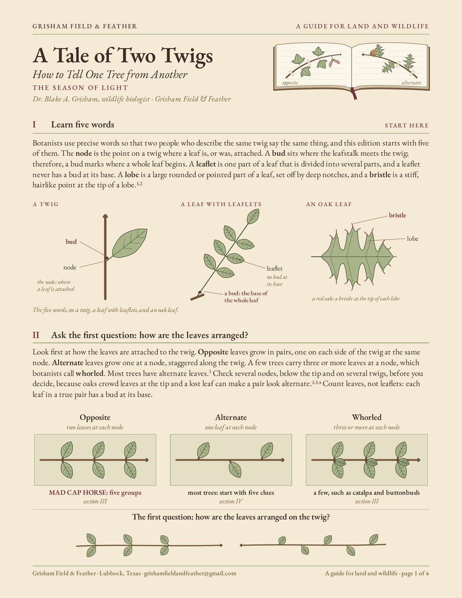 The first page of the guide A Tale of Two Twigs: How to Tell One Tree from Another, The Season of Light edition: its title beside the same notebook drawing, five words drawn on a twig, a leaf with leaflets, and an oak leaf, three twigs with opposite, alternate, and whorled leaves under the first question, how are the leaves arranged, and two twigs drawn meeting at the foot.