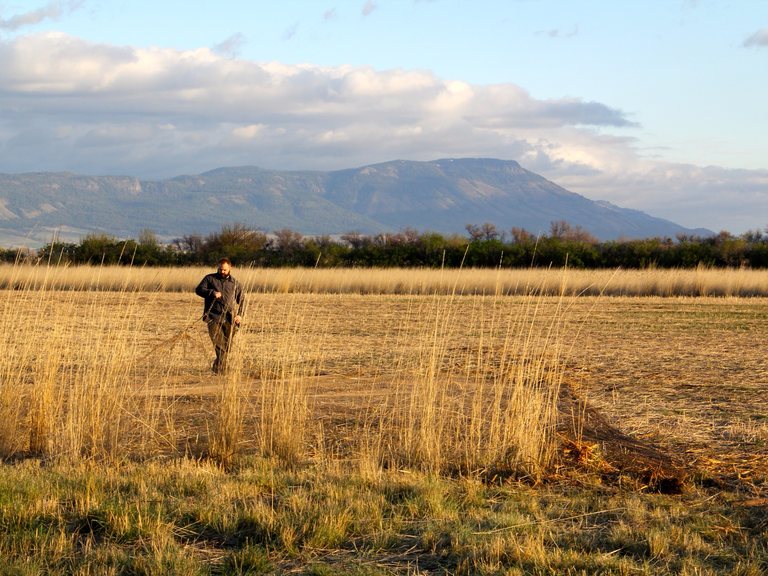 Blake Grisham walks across a field of golden grass, with a line of trees and a flat-topped mesa behind him.