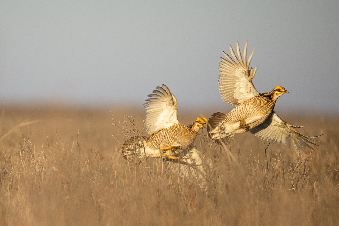 Two male Lesser Prairie-Chickens in flight, wings raised, low over golden grassland.